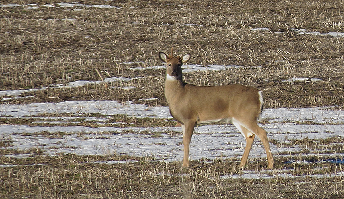 Whitetail buck