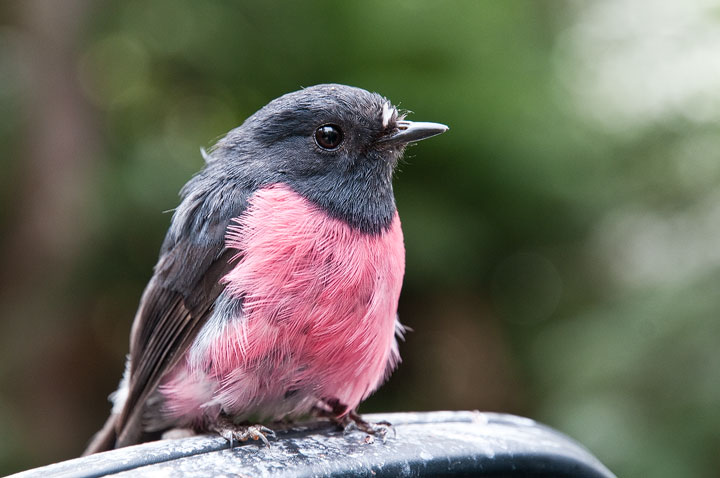 Pink Robin