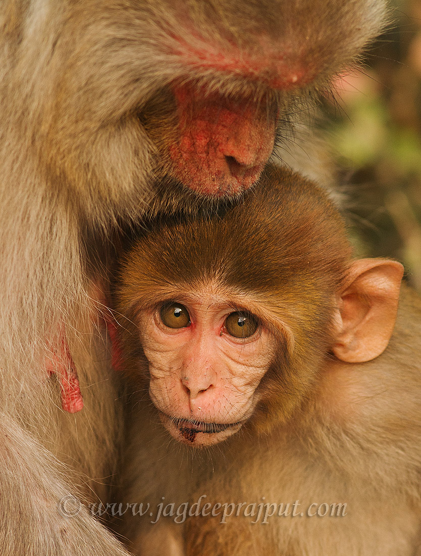 Rhesus Monkey