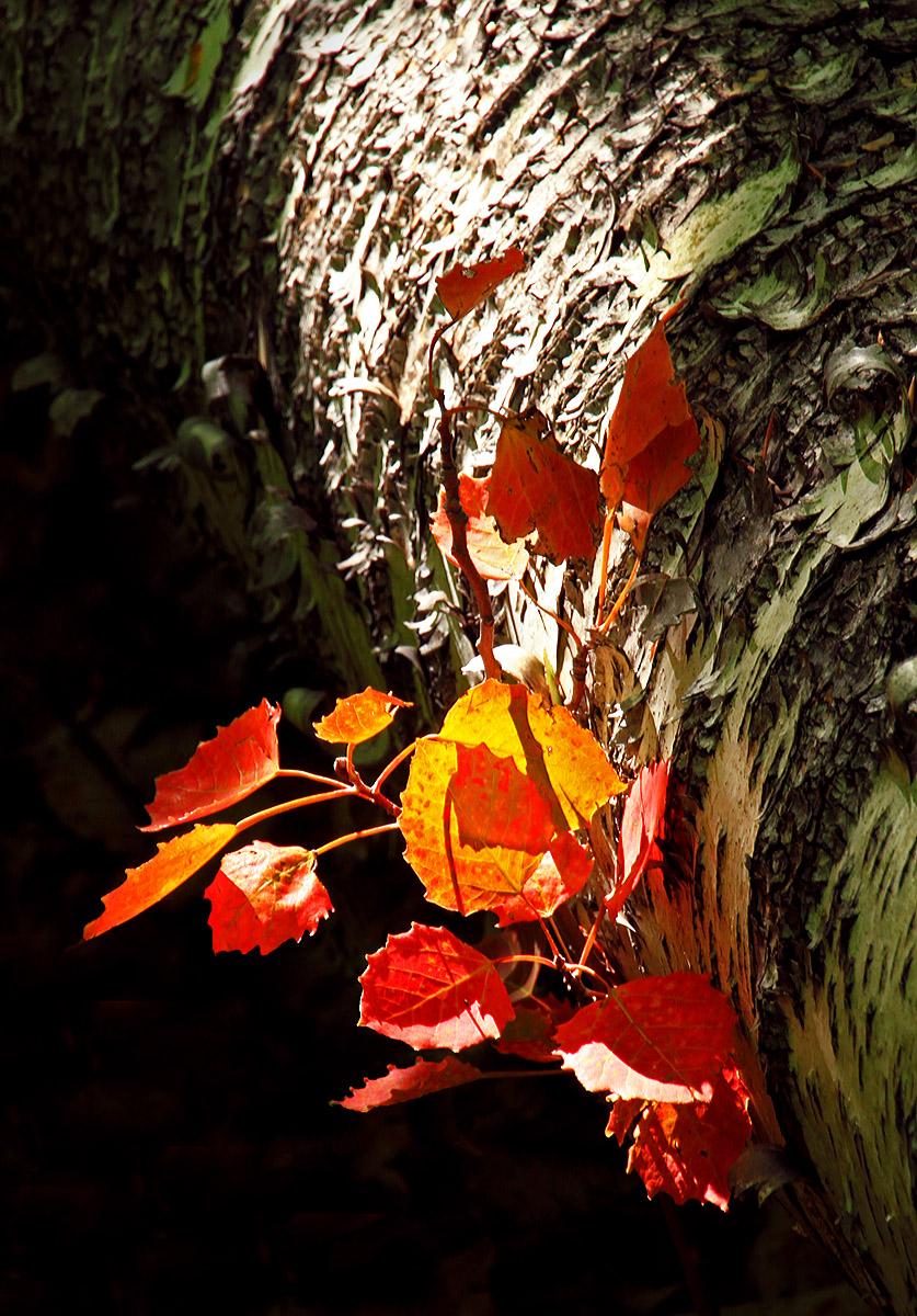 Spotlight on Birch