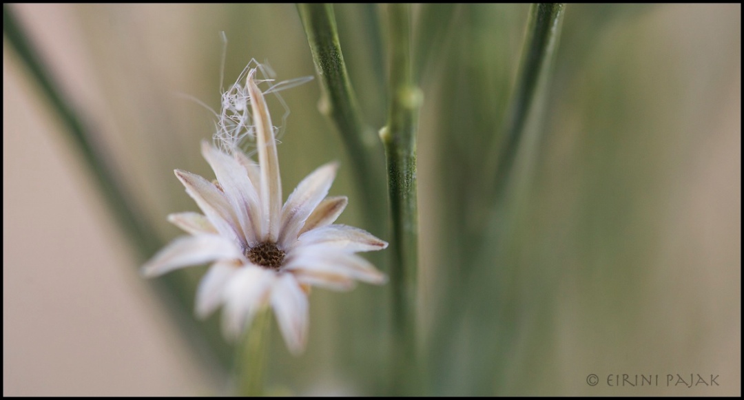 Desert Baccharis + RP