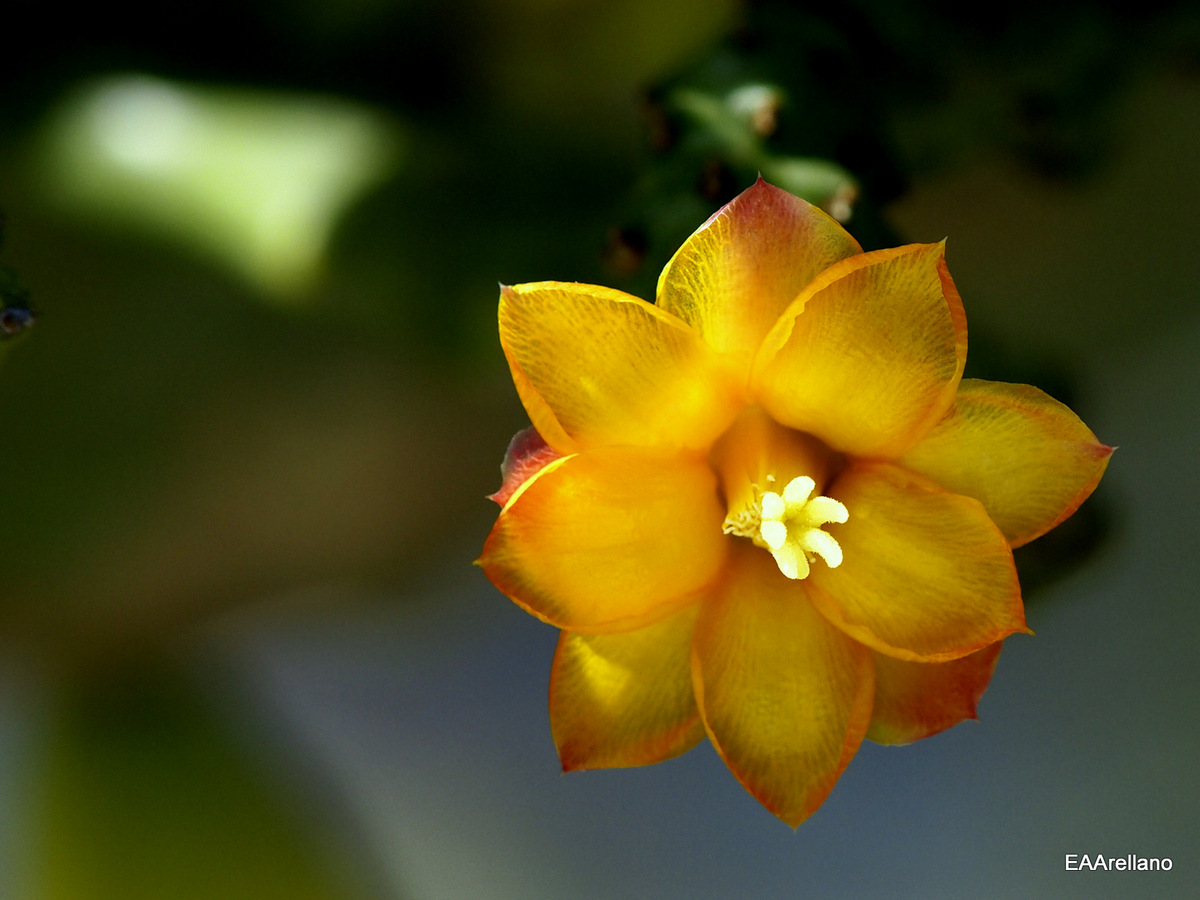 Orange Beauty