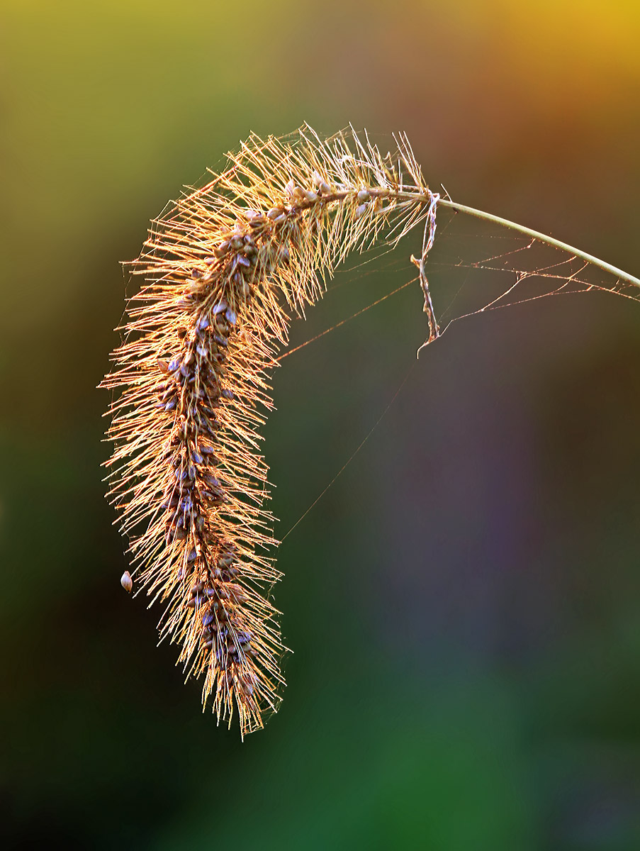 Backlit seedhead
