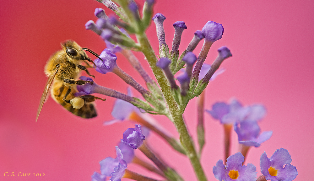 Bee on a Butterfly Bush 