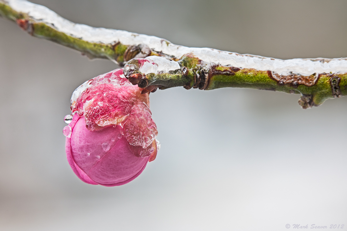 Iced Apricot