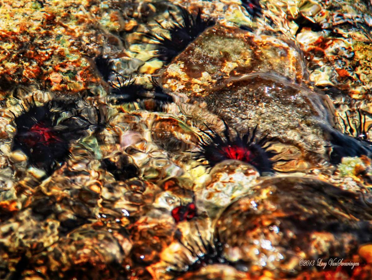 Littoral Life w re post