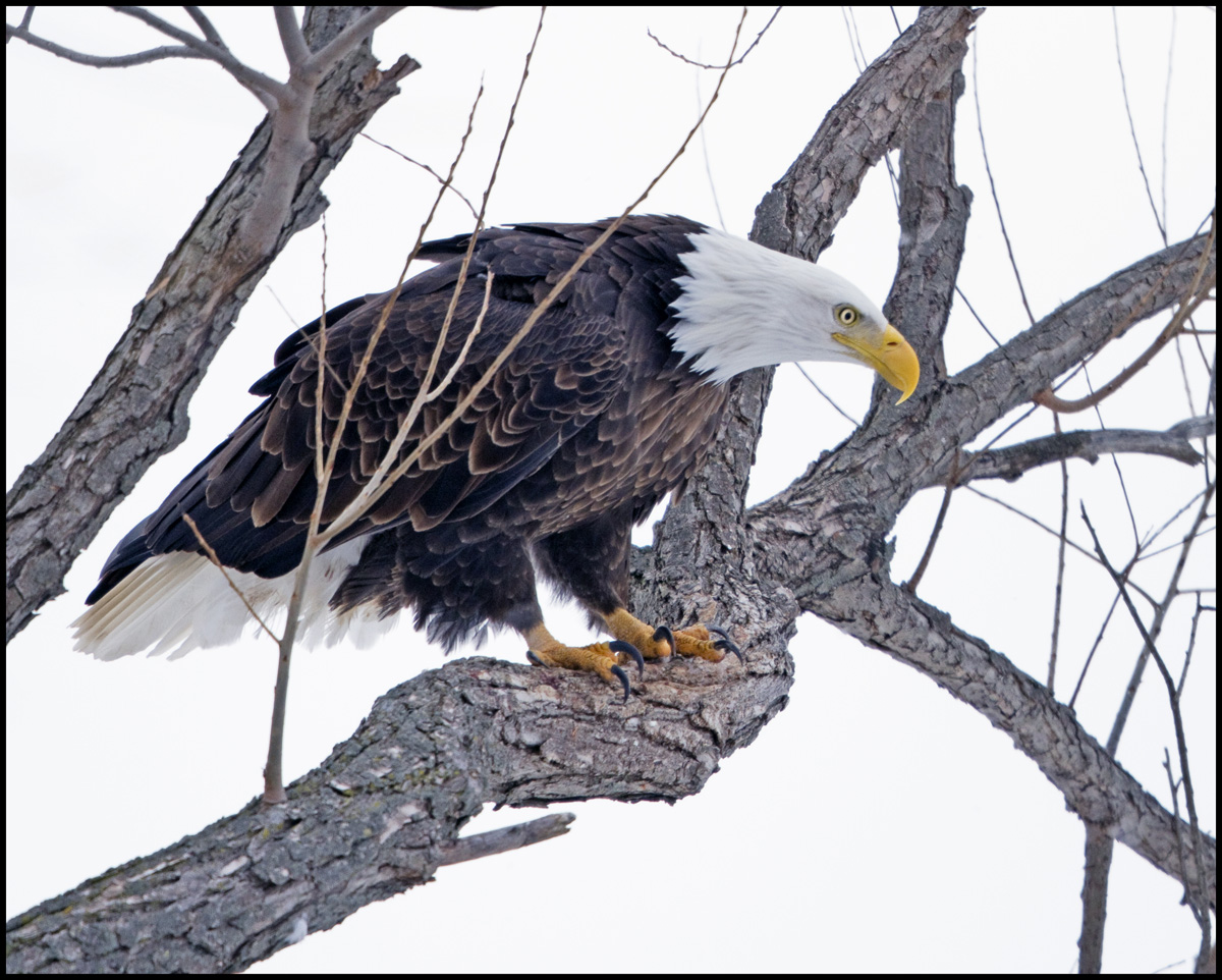 Wisconsin Bald Eagle