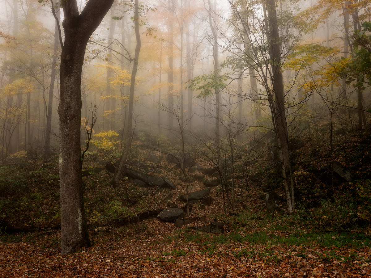 Fog at Chimney Tops
