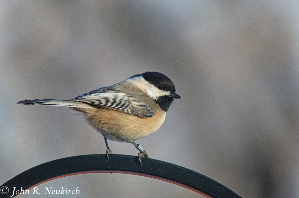 Black-capped chickadee