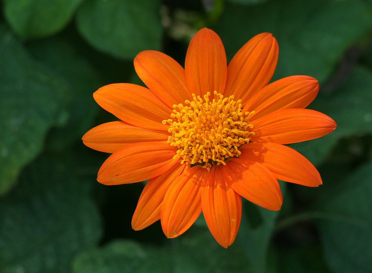 Orange Flower
