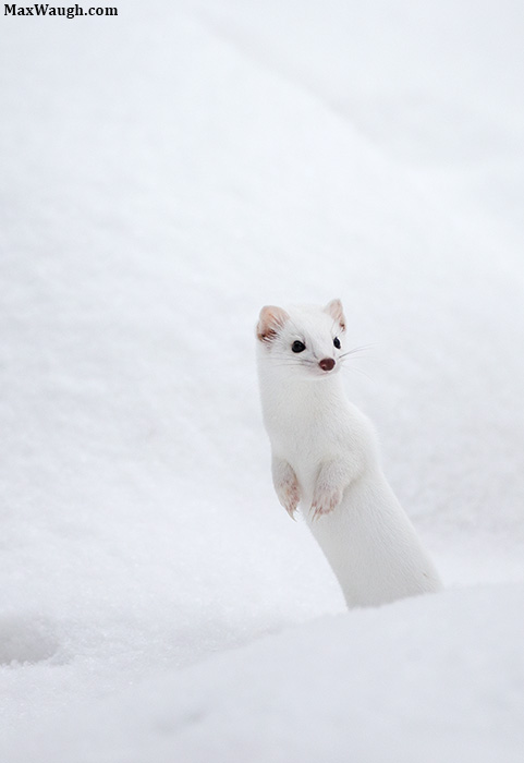 Ermine Encounter