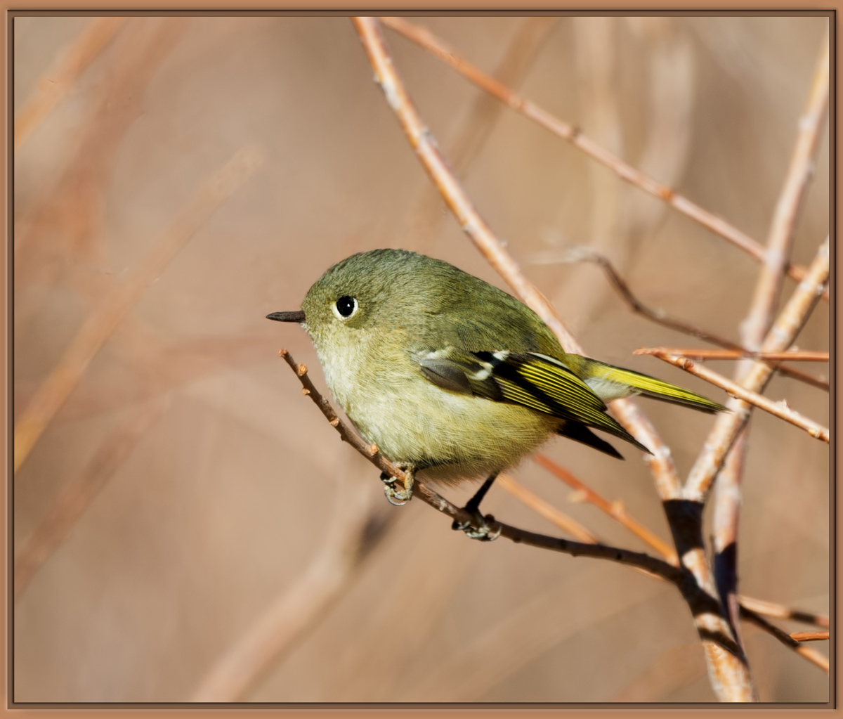 Ruby-Crowned Kinglet