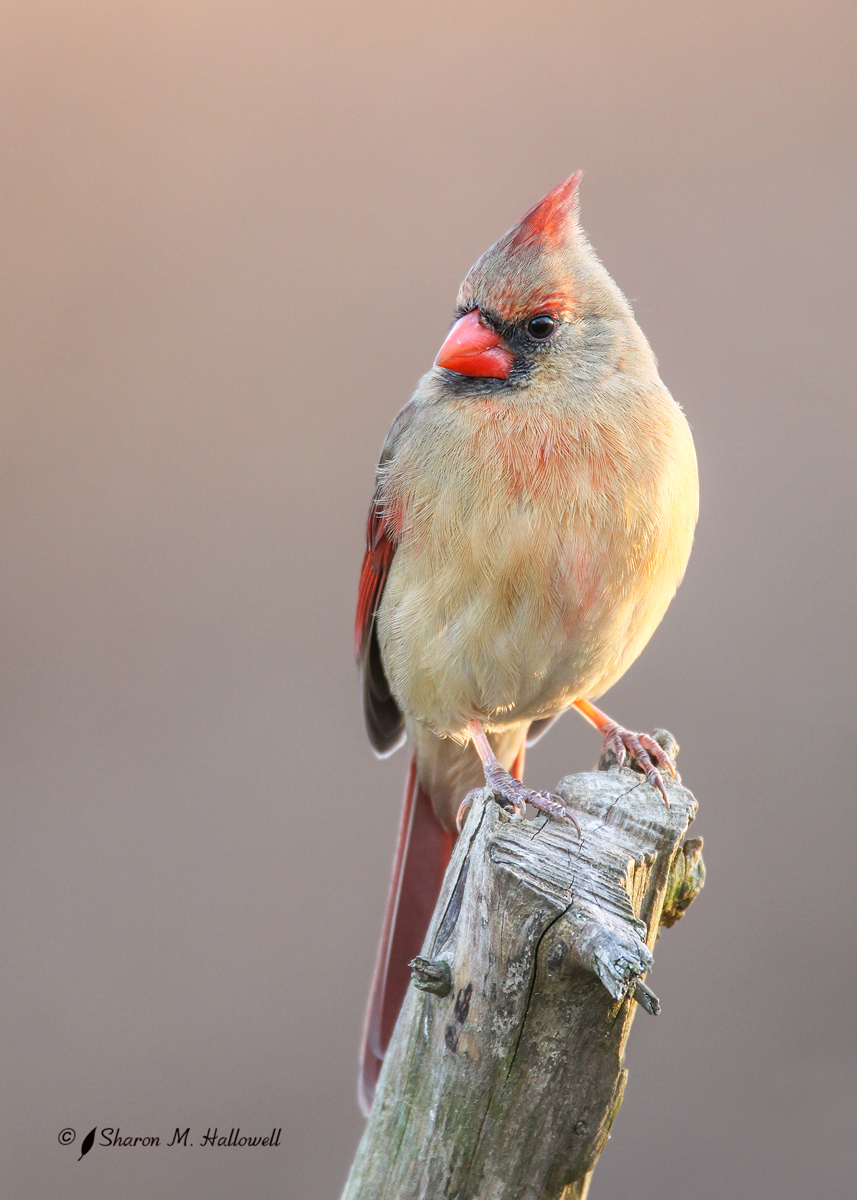 Cardinal