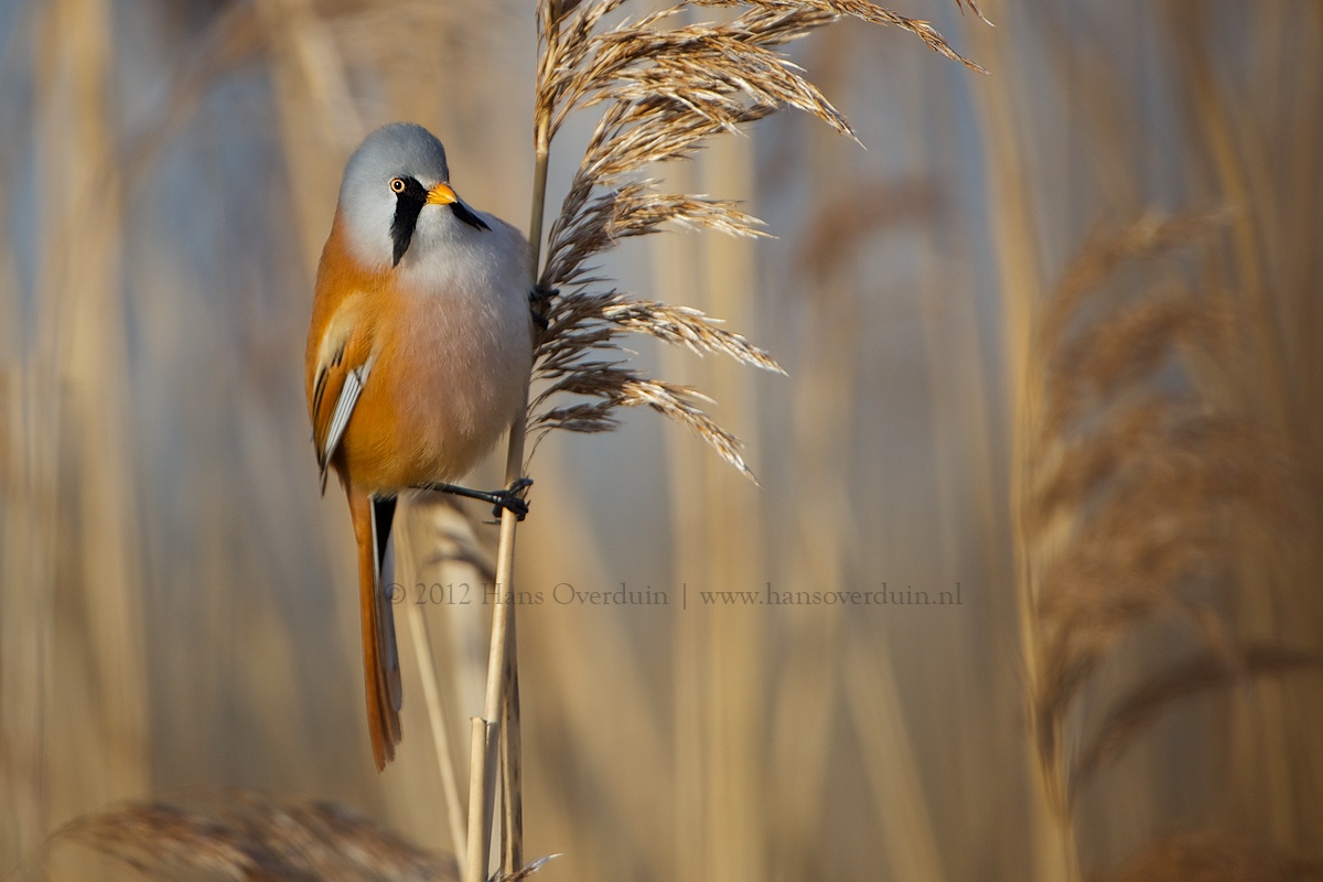 Bearded Reedling