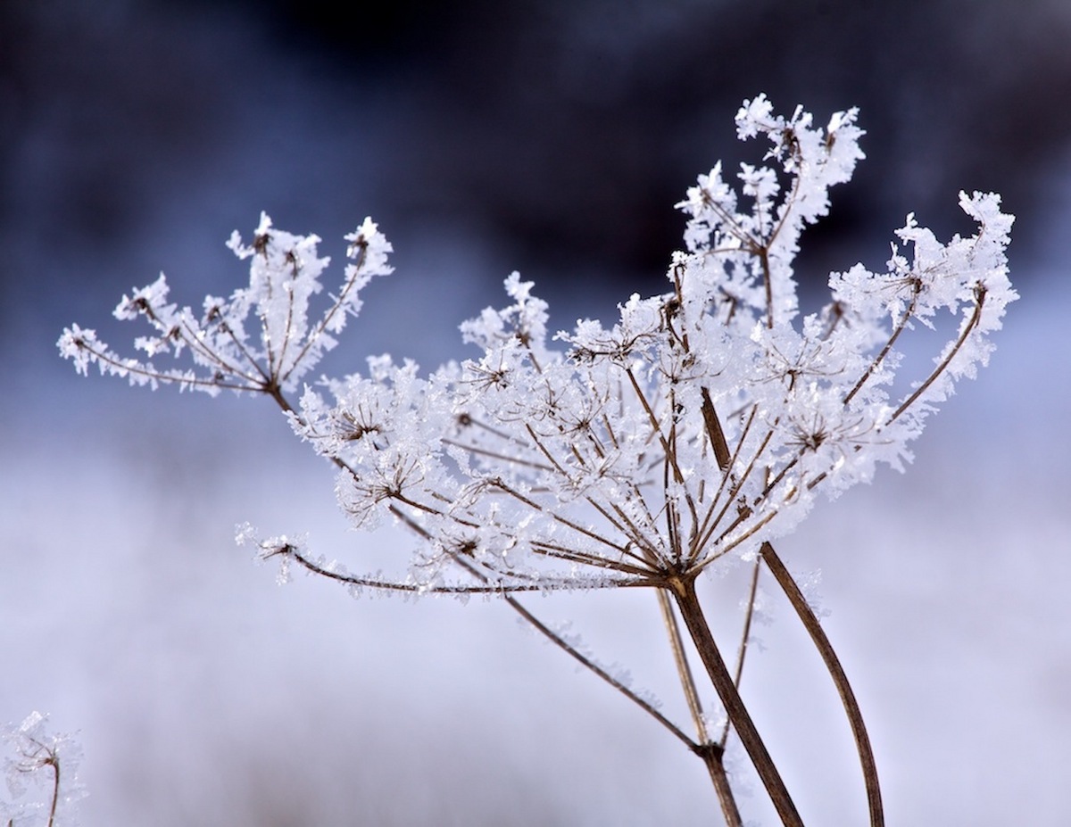 North country winter flower.