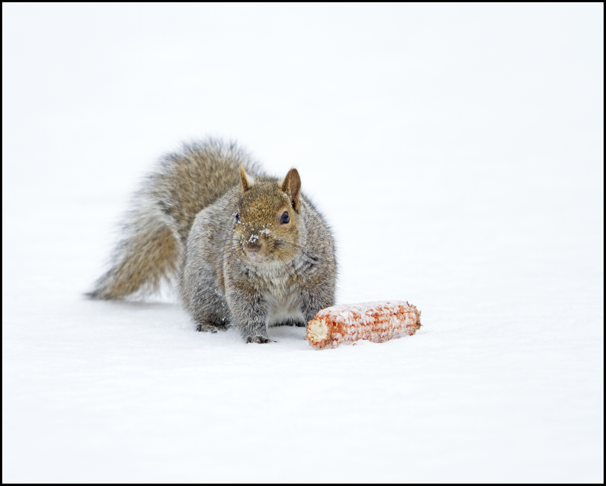 Squirrel in Snow
