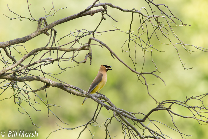 Cedar Waxwing