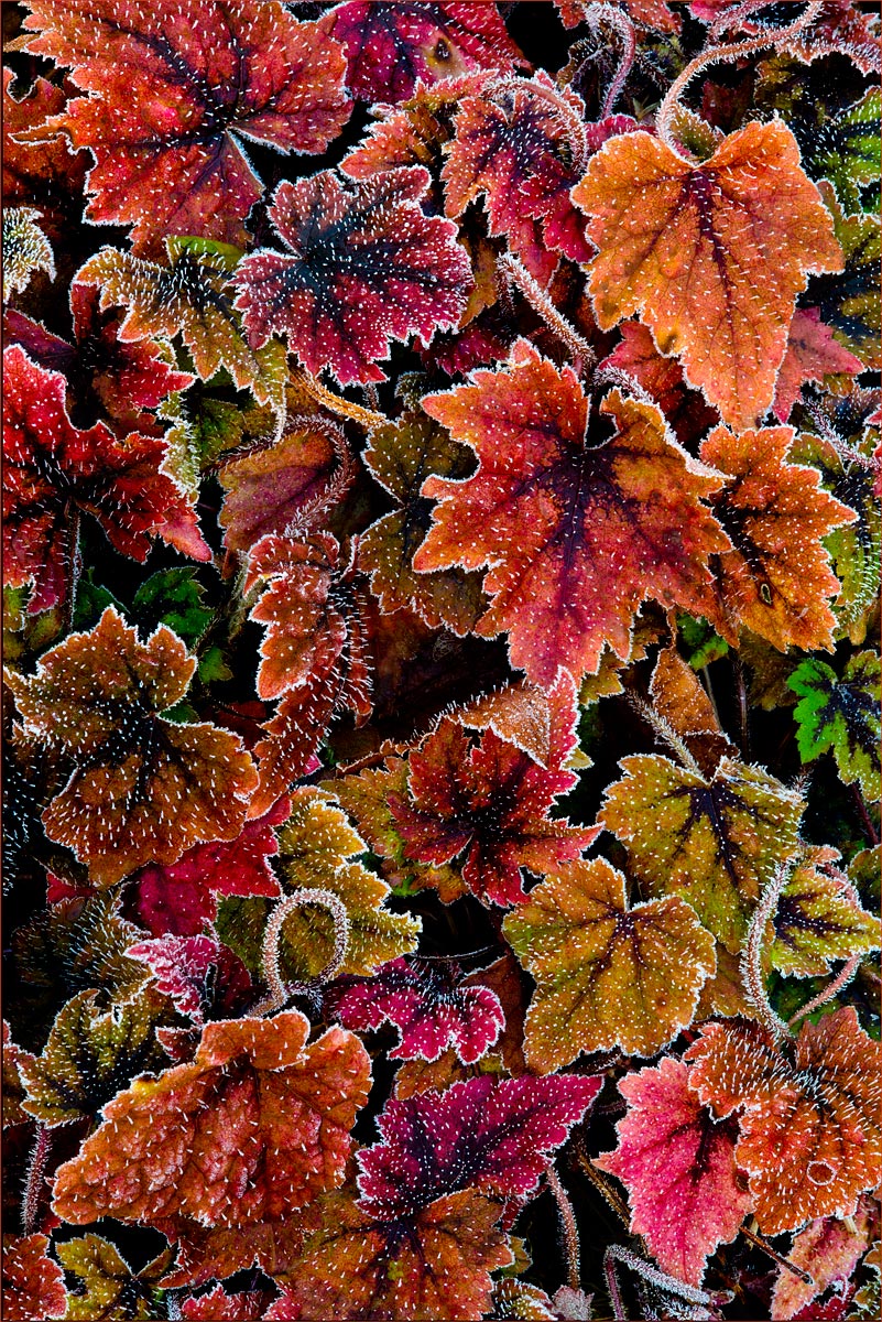 Frosted Tiarella (Pirates Patch)