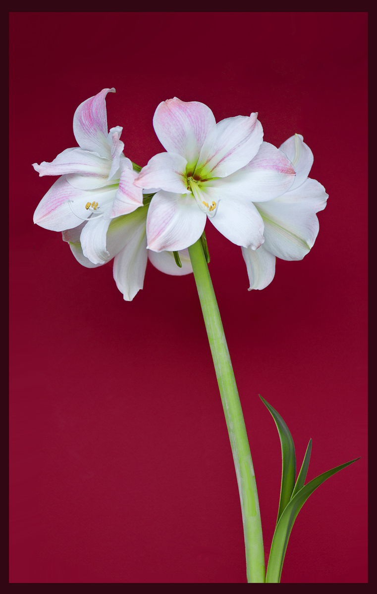 Amaryllis