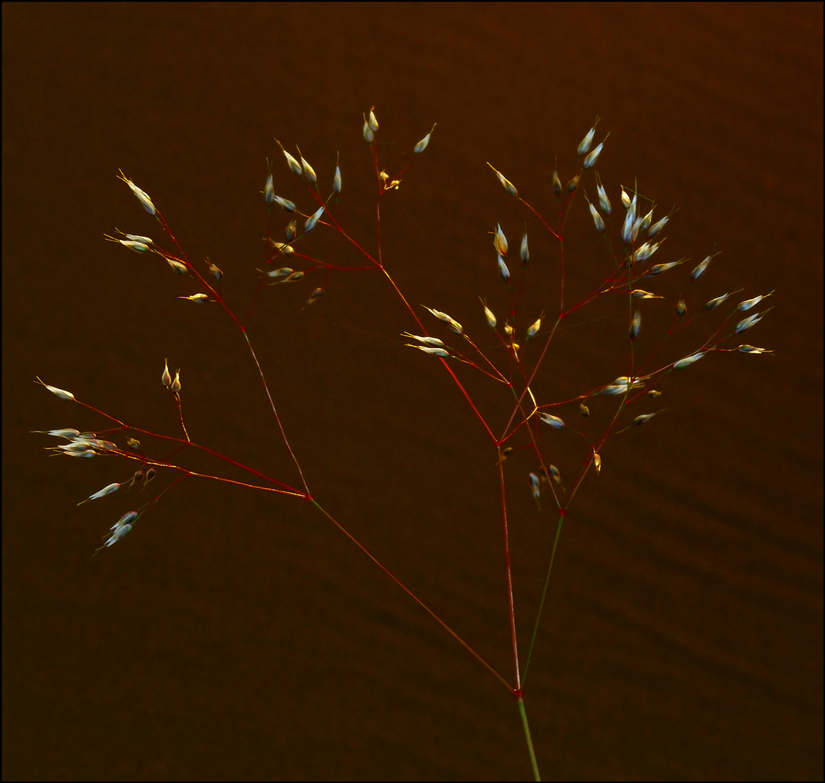 Stems & Seeds