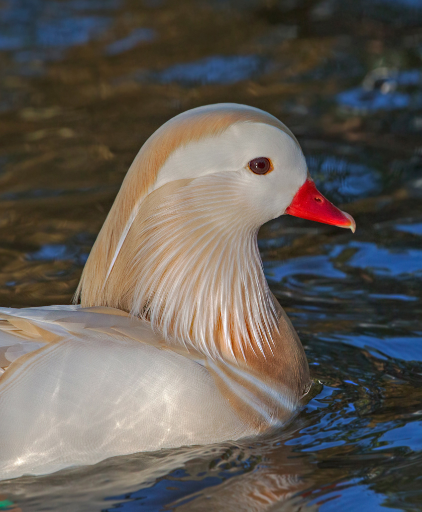 Handsome White Mandarin