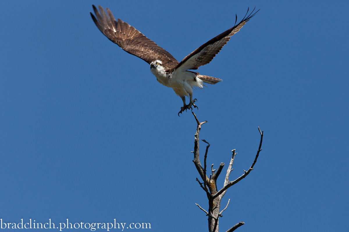 Osprey Lift-Off