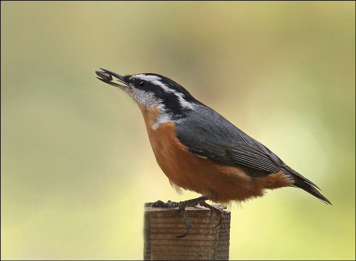 Red-breasted Nuthatch