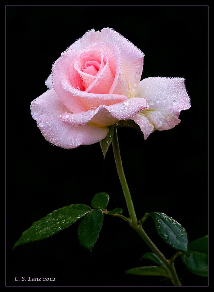 Pink Champaigne 