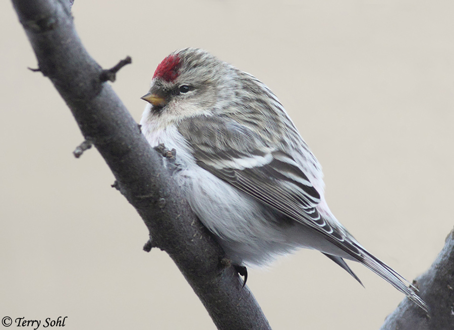 Hoary Redpoll
