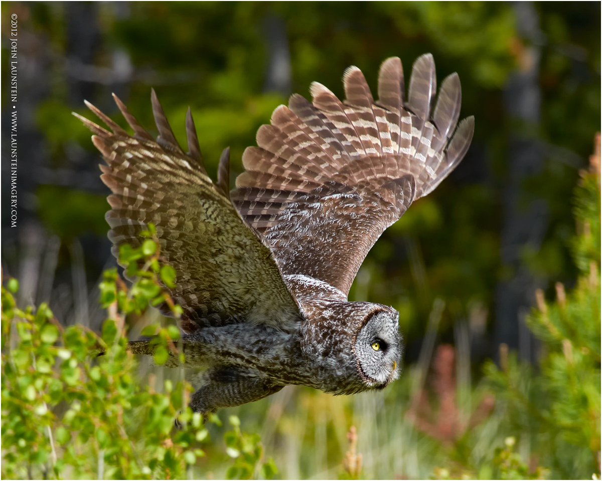 On the Wing