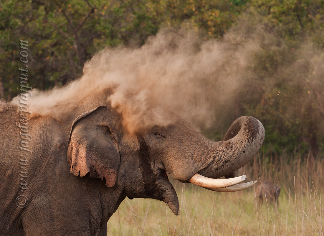 Masth Indian Elephant