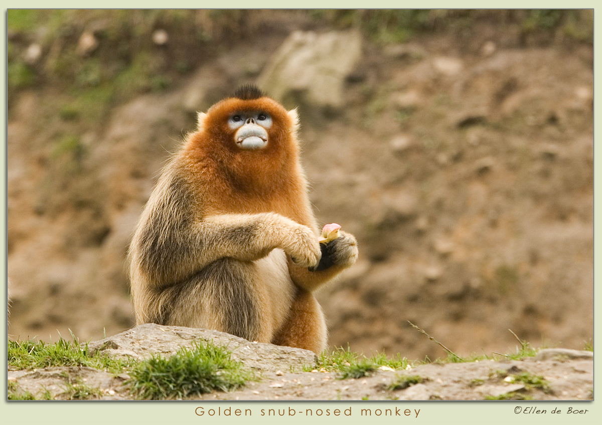 Golden snub-nosed monkey