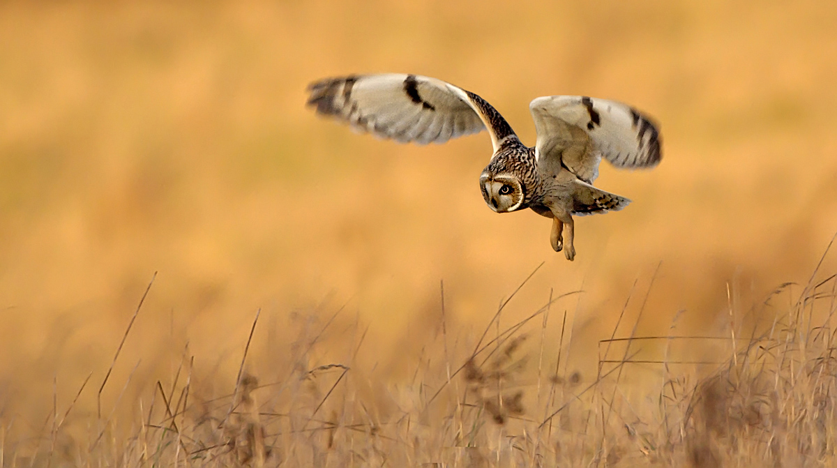 SEO IN EVENING LIGHT