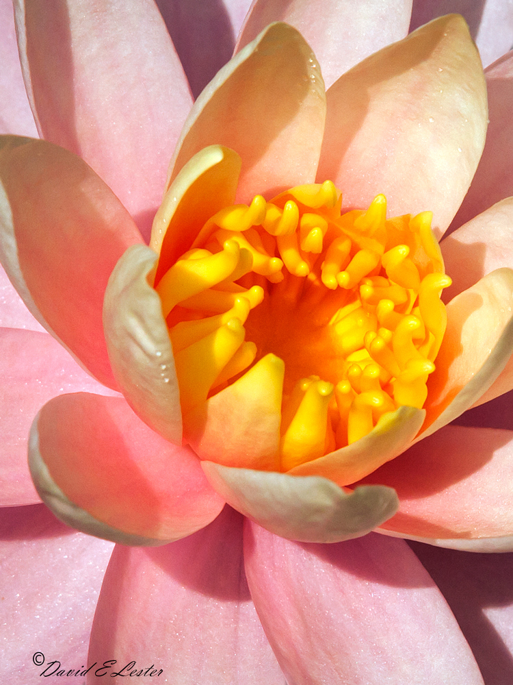 Yellow Delight