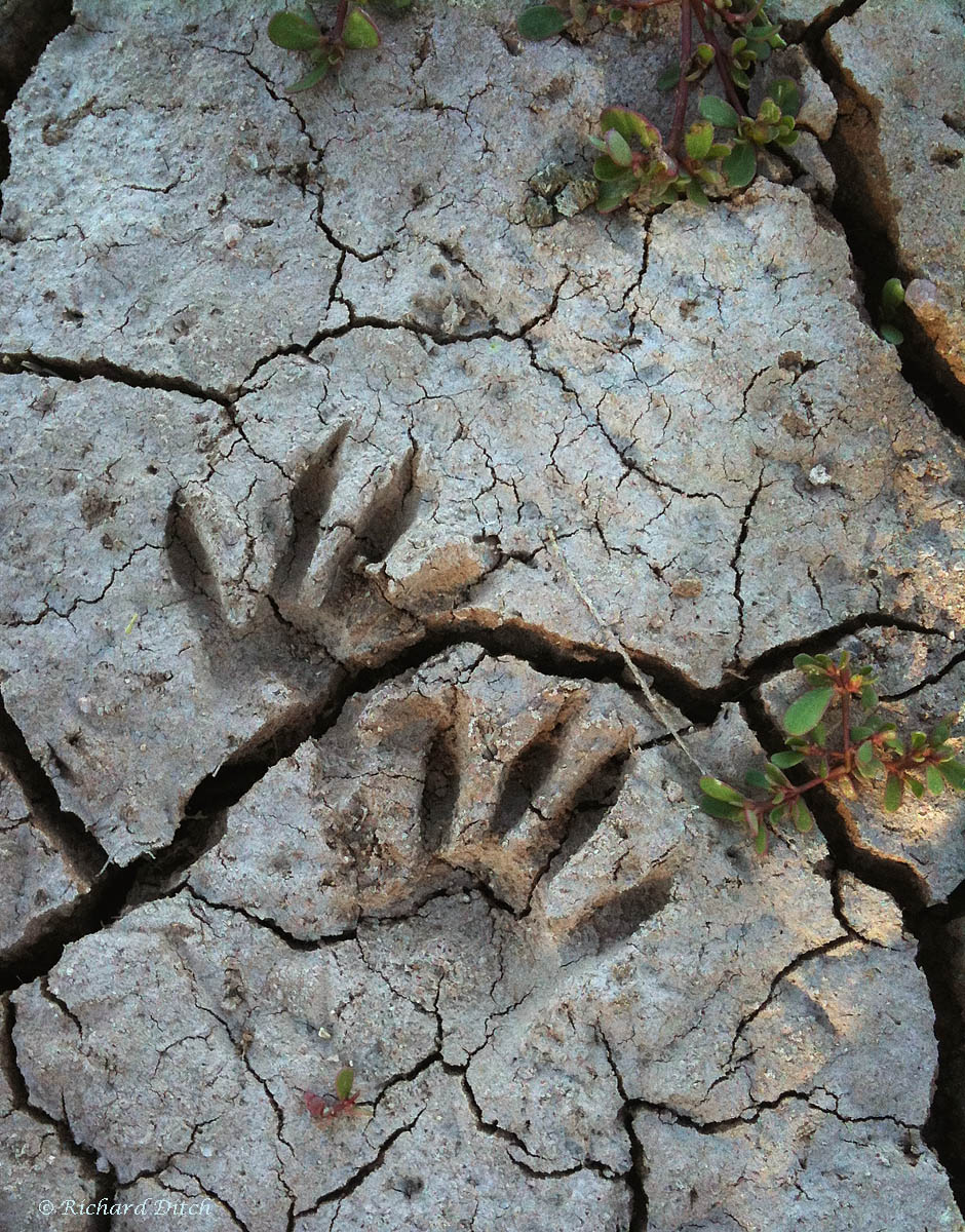 WC567 - Raccoon Tracks