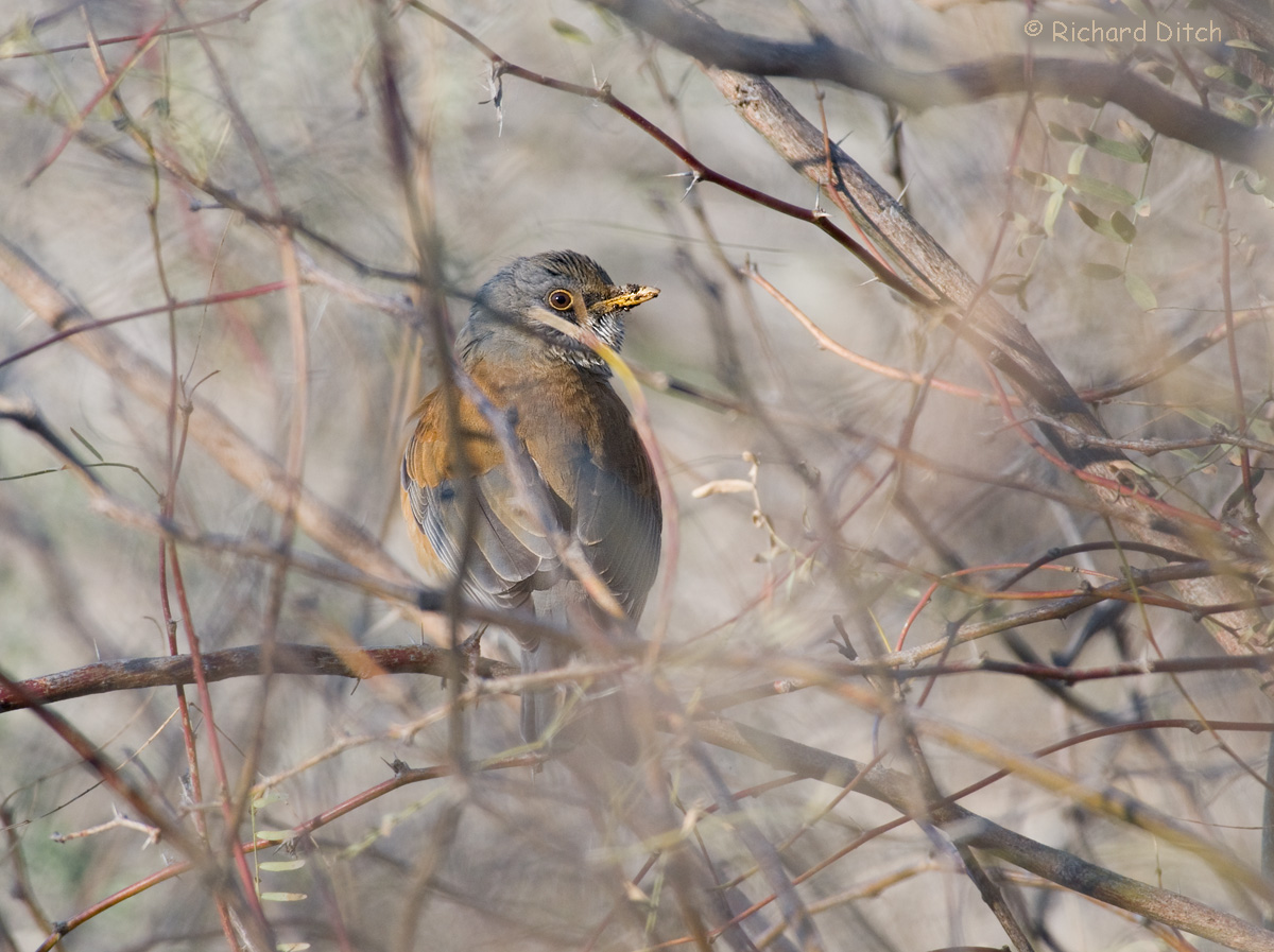 Rufous-backed Robin