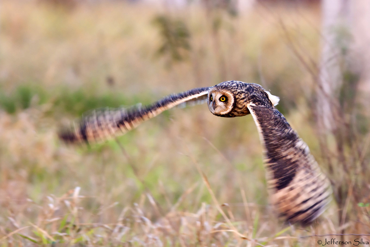 Asio flammeus