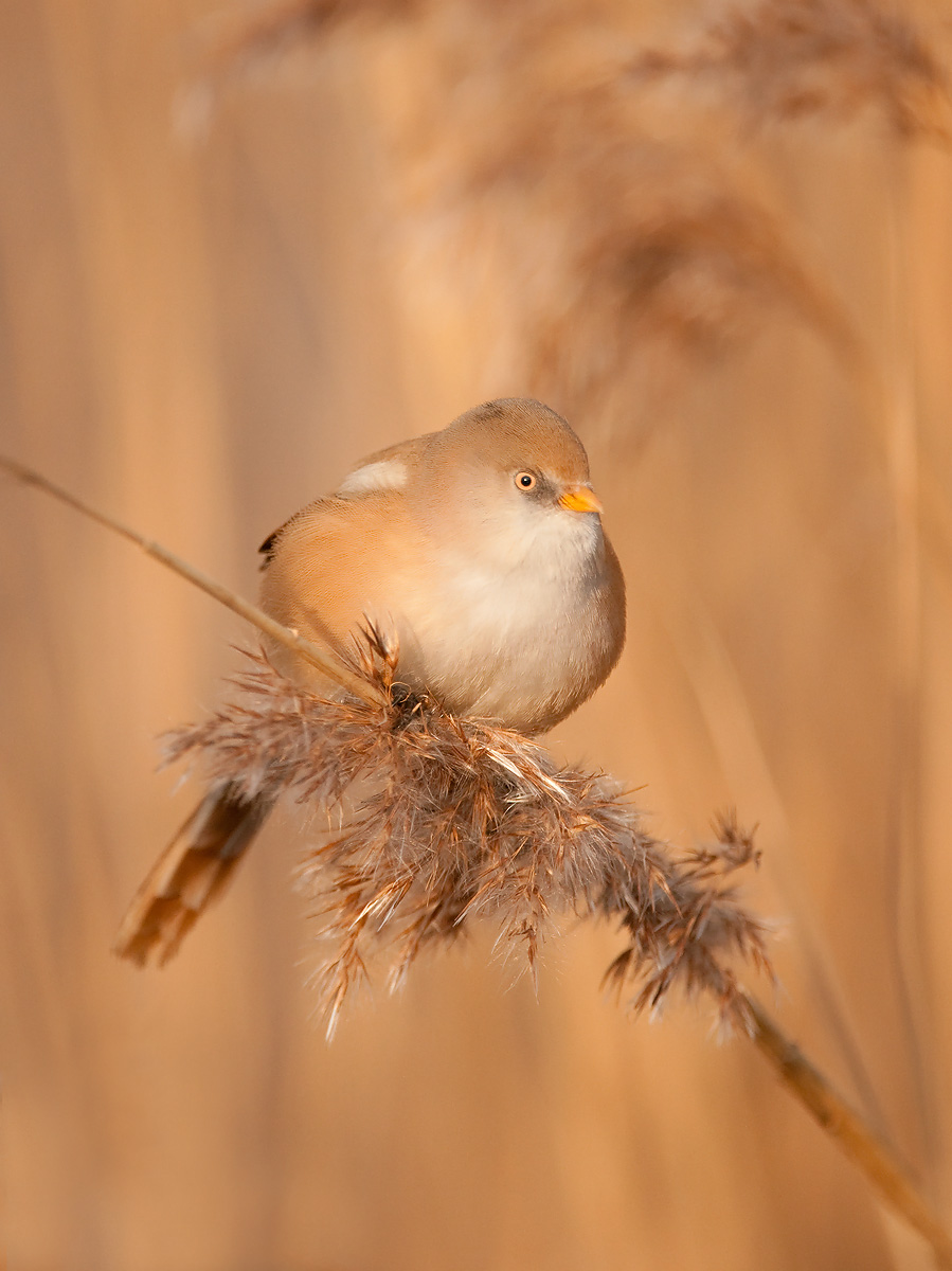 Bearded Tit