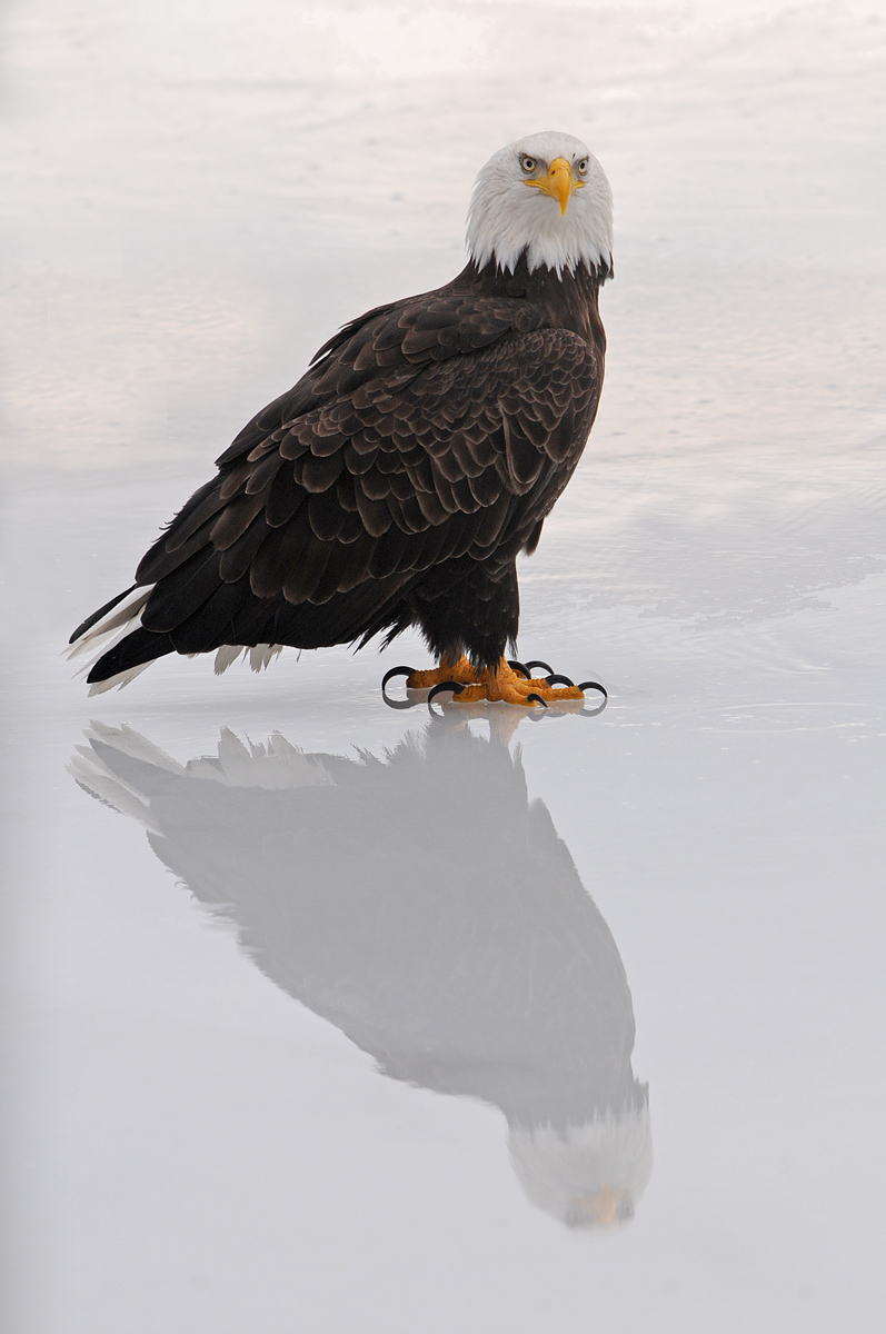 Eagle on Ice