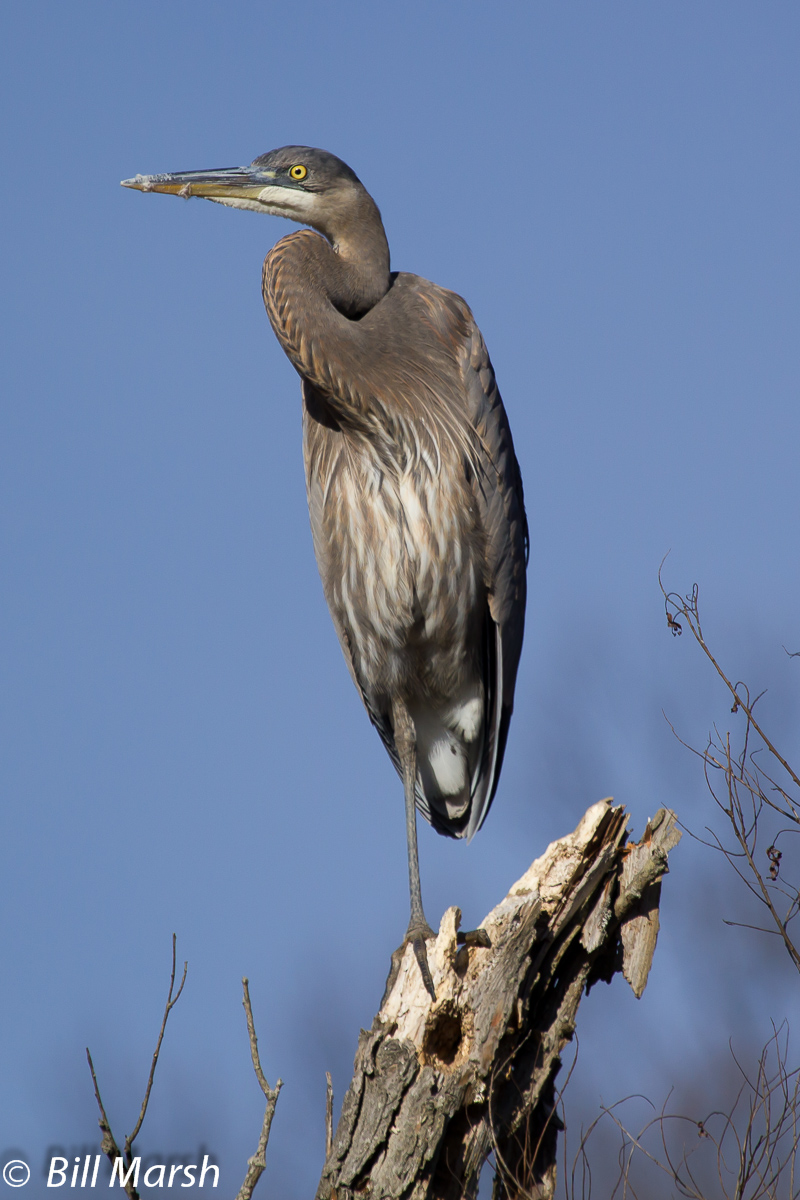 Great Blue Heron