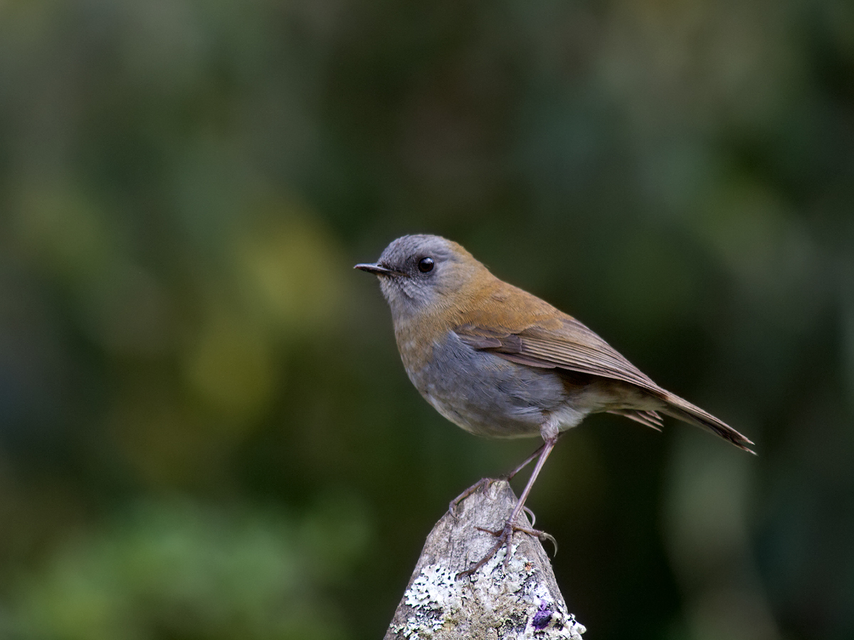Black-billed N-Thrush