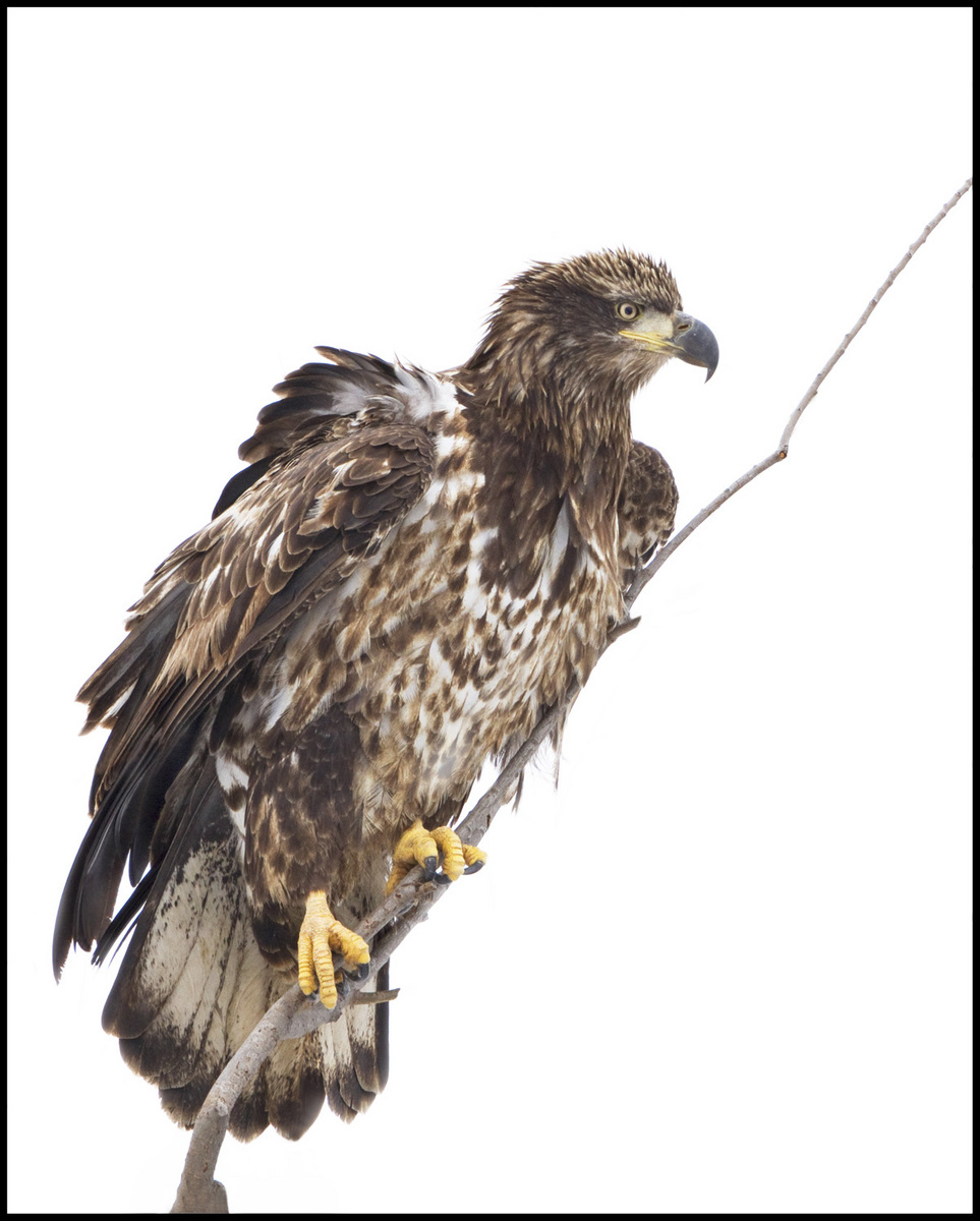 Immature Bald Eagle