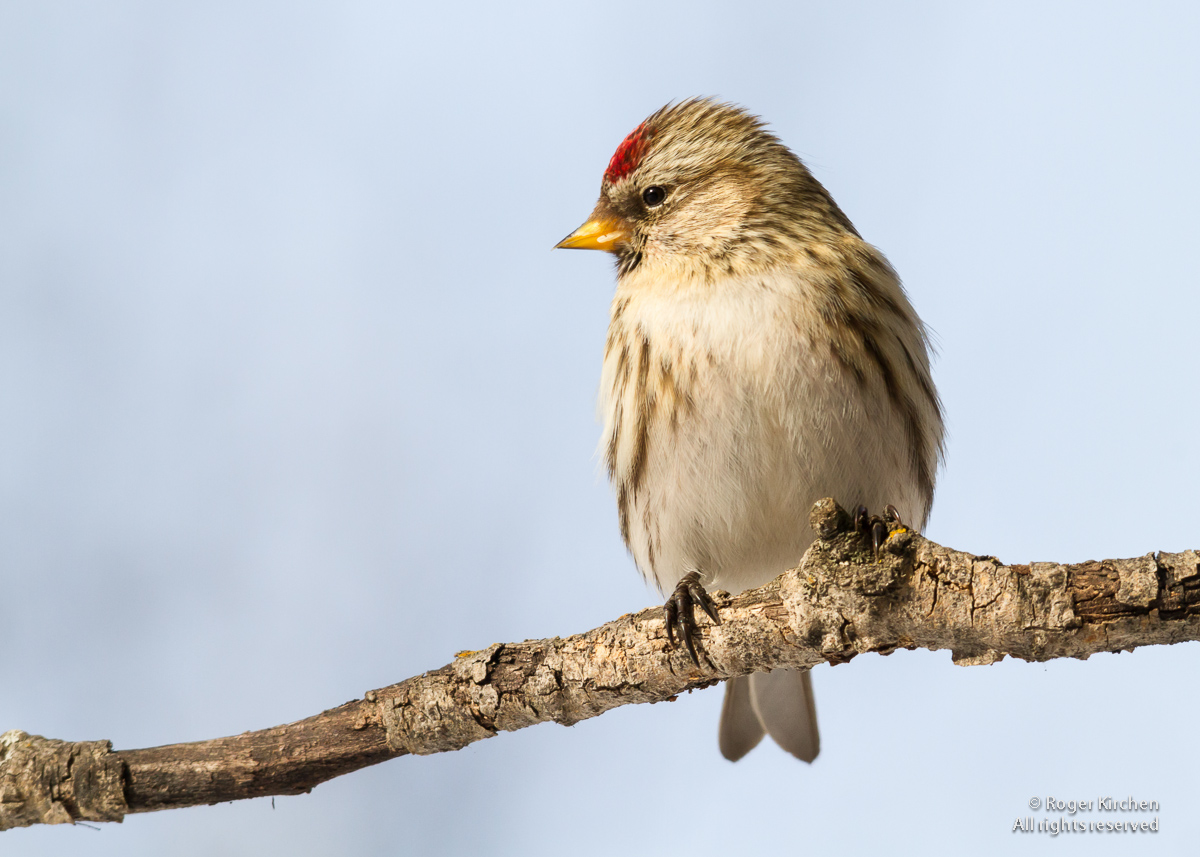 Common Redpoll