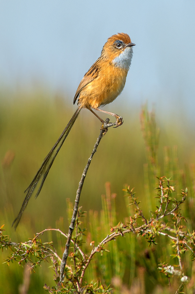 Southern Emu-wren