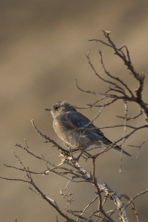 Mountain Bluebird