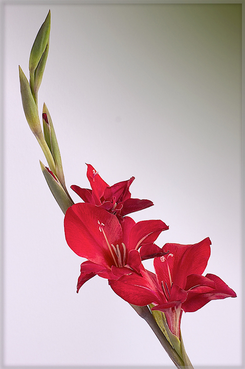 Gladiolus