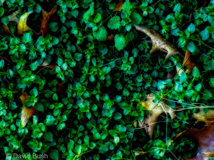 Browns and Greens