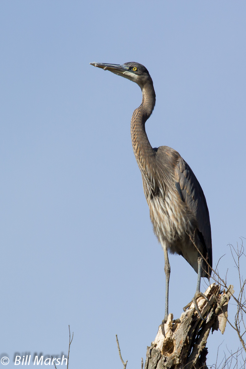 Great Blue Heron Posing