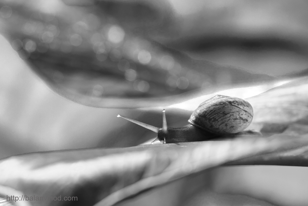 At Snails Pace