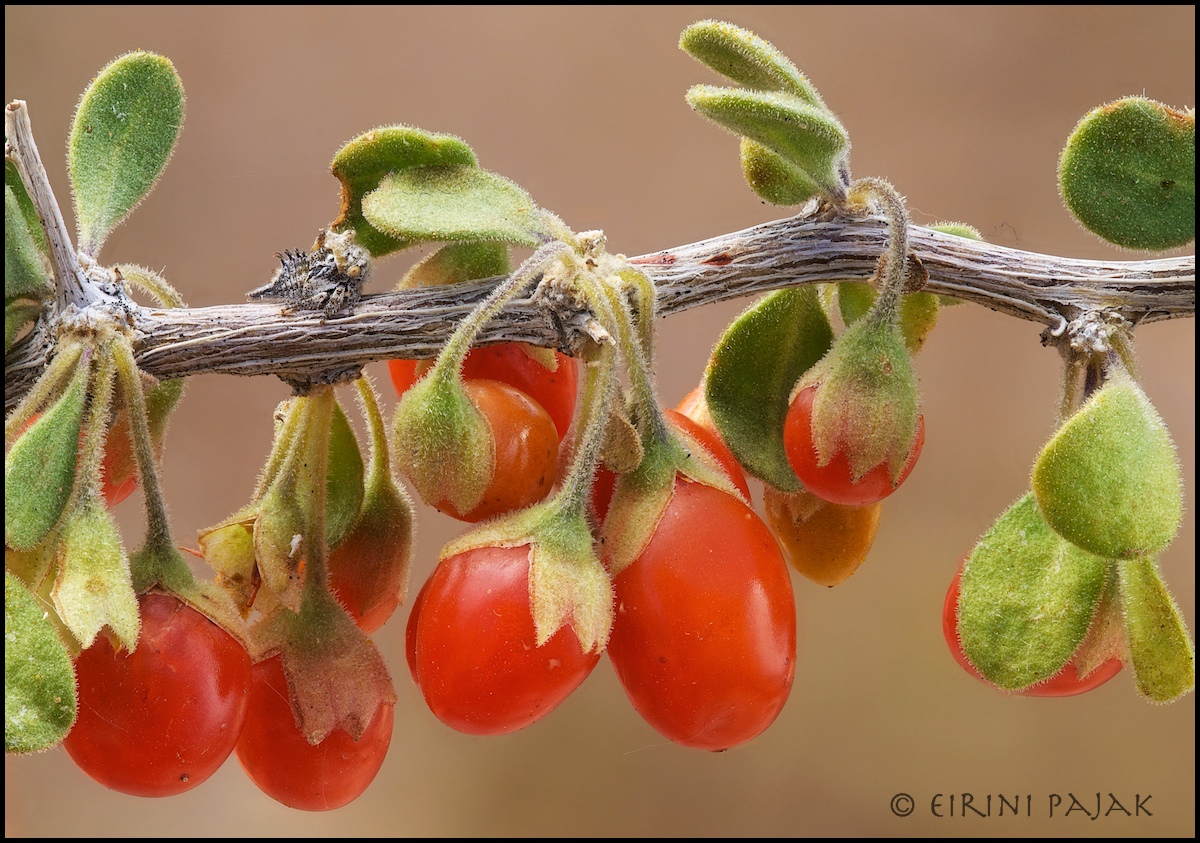 Nymph on Wolfberries